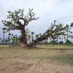 Adansonia digitata ᱪᱷᱟᱹᱞᱤ