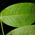 Mouriri cyphocarpa 葉