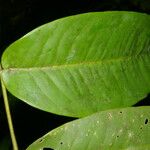 Mouriri cyphocarpa Hoja