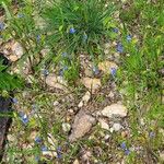 Commelina dianthifolia Virág