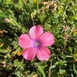 Linum pubescens Flower