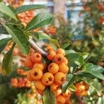 Pyracantha crenulataFruchs