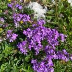 Erinus alpinus Flor
