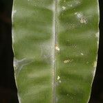 Elvasia elvasioides Leaf