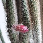 Aporocactus flagelliformis Kukka