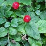 Duchesnea indica Fruit