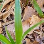 Luzula alpinopilosa Leaf