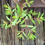 Euphorbia nutans Ліст