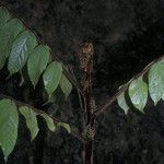 Tachigali guianensis Leaf