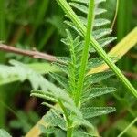 Astragalus danicus Blatt