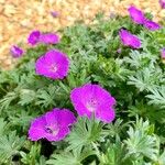 Geranium sanguineumKvět