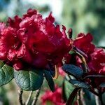 Rhododendron beanianum Blüte