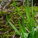 Carex ornithopoda Φύλλο