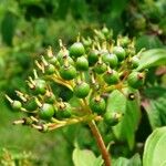 Cornus sanguinea ഫലം