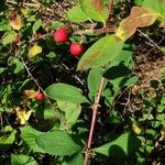 Cotoneaster integerrimus ফল