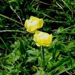 Trollius europaeus Цвят