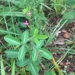 Desmodium incanum ফুল