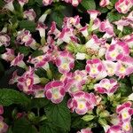 Torenia fournieri 整株植物