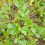 Medicago murex Hoja