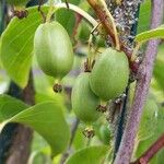 Actinidia arguta Frukt