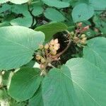 Viburnum lantanoides Leaf