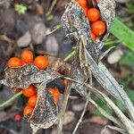 Iris foetidissima Hedelmä