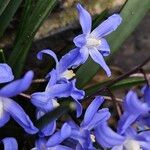 Scilla luciliae Flower