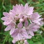 Allium unifolium Blüte