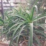 Aloe pluridens Yaprak