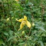 Clematis orientalis Λουλούδι