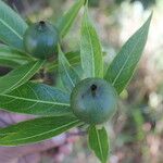 Alibertia edulis Fruit