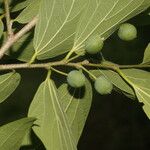 Celtis caudata Ліст