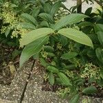 Cornus racemosa Blatt