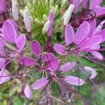 Cleome spinosa Flower