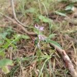 Hemipilia cucullata Blüte