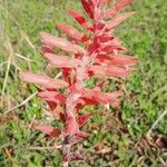 Sacoila lanceolata Leaf