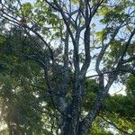 Ceiba speciosa Fruit