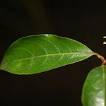 Rinorea guianensis Leaf