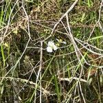 Sagittaria lancifolia Květ