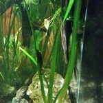 Zostera marina Folha