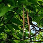 Catalpa ovata Owoc