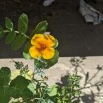 Eschscholzia californicaŽiedas