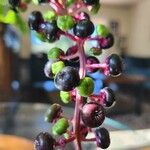 Phytolacca americana Frucht