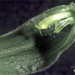 Acianthera aberrans Autre