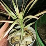 Dracaena reflexaLeaf