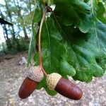 Quercus robur Fruit