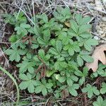 Potentilla thuringiaca पत्ता