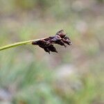 Carex gracilenta Φρούτο