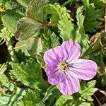 Erodium botrys Квітка