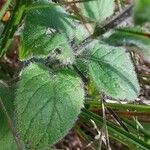 Clinopodium menthifolium List